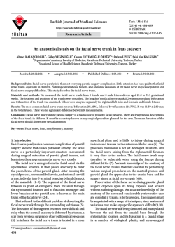 An anatomical study on the facial nerve trunk in fetus