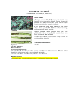 Pseudomonas savastanoi pv. phaseolicol