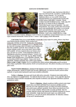 KESTANE YETİŞTİRİCİLİĞİ