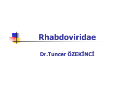 Rhabdoviridae