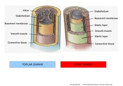 OPLAR DAMAR A AR DAMAR