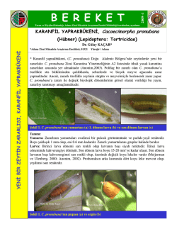 Karanfil Yaprakb&uuml;keni