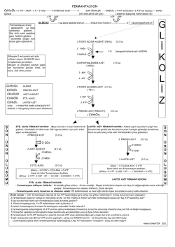 GENEL OLARAK O2 SİZ SOLUNUM C6H12O6 + 2 ATP----&agrave;2