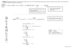 GENEL OLARAK O2 SİZ SOLUNUM C6H12O6 + 2 ATP----&agrave;2