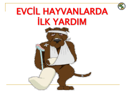 Hayvanlarda İlk Yardım Sunumu