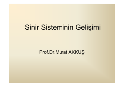 Sinir Sisteminin Gelişimi