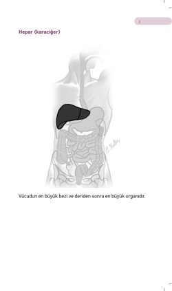 Hepar (karaciğer) V&uuml;cudun en b&uuml;y&uuml;k bezi ve deriden sonra en