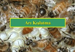 Arı Kışlatma - Pinko Bal Petek