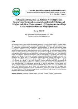 Fıstıkçamı (Pinus pinea L.), Palamut Meşesi (Quercus ithaburensis