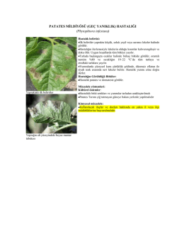 PATATES MĠLDĠY&Ouml;S&Uuml; (GE&Ccedil; YANIKLIK) HASTALIĞI (Phytophtora