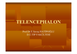 TELENCEPHALON