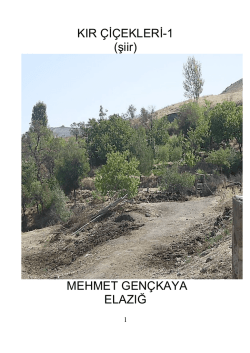 2005_mg_kır_cıceklerı_1