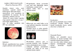 Şarka Vir&uuml;s&uuml; Hastalığı - Ankara İl Gıda Tarım ve Hayvancılık