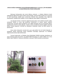 ANTALYA DOĞAL FLORASINDA YAYILIŞ G&Ouml;STEREN MERSİN