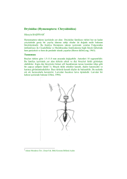 Dryinidae (Hymenoptera: Chrysidoidea)