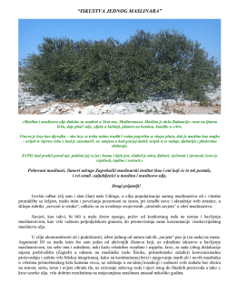 ISKUSTVA-JEDNOG-MASLINARA-Berislav-Gaćina