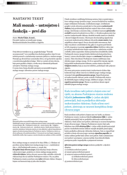 Mali mozak 1 - Medicinar