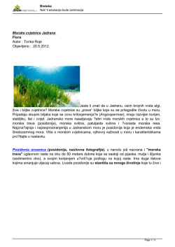 Morske cvjetnice Jadrana