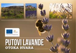 Putovi lavande otoka Hvara - Mediteransko ljekovito bilje