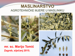 MASLINARSTVO agrot. mj. u masl.