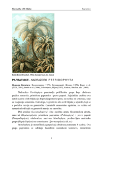 PAPRATNICE - NADRAZDEO P T E R I D O P H Y T A