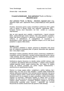 Acer palmatum &ndash; dlanolisni javor PDF