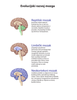 Karta mozga (PDF)