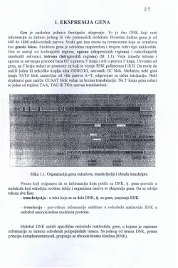 03 Ekspresija gena