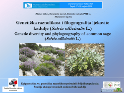 kadulje (Salvia officinalis L.) - hirc.botanic.hr, Department of Botany