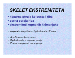 SKELET EKSTREMITETA