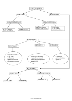 NERVNI SYSTEM SOMATSKI SOMATOSENZITIVNA