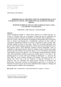 MORPHOLOGICAL IDENTIFICATION OF