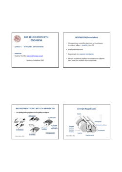 &nu;&epsilon;&upsilon;&rho;&iota;&delta;ί&omega;&sigma;&eta;, &omicron;&rho;&gamma;&alpha;&nu;&omicron;&gamma;έ&nu;&epsilon;&sigma;&eta;