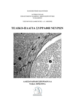 &Tau;&Epsilon;&Lambda;&Iota;&Kappa;&Omicron;-&Pi;&Lambda;&Alpha;&Gamma;&Iota;&Alpha; &Sigma;&Upsilon;&Rho;&Rho;&Alpha;&Phi;&Eta; &Nu;&Epsilon;&Upsilon;&Rho;&Omega;&Nu;