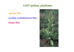 LIST (folium, phylloma)