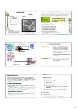 Νωτιαίος Μυελός