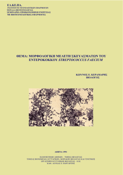 Streptococcus faecium