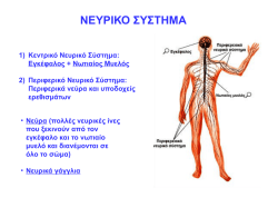 ΝΕΥΡΙΚΟ ΣΥΣΤΗΜΑ 1) Κεντρικό Νευρικό Σύστημα