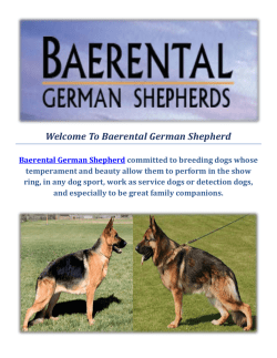 Baerental German Shepherd Puppies For Sale in Massachusetts