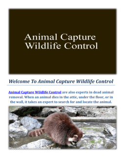 Animal Capture Wildlife Control : Raccoon Removal Service in Los Angeles