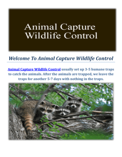 Animal Capture Wildlife Control : Raccoon Removal in Los Angeles, CA