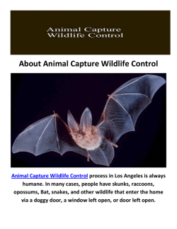 Animal Capture Wildlife Control | Bat Removal Los Angeles