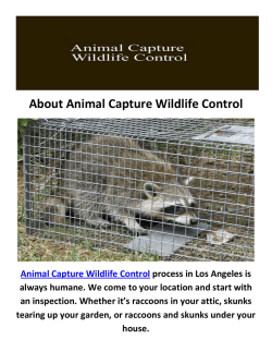 Raccoon Removal in Los Angeles, CA : Animal Capture Wildlife Control