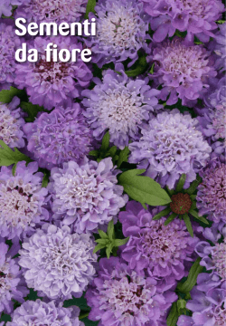 Sementi da fiore - 6.2 Mb