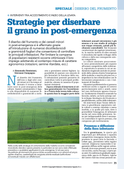 Strategie per diserbare il grano in post-emergenza