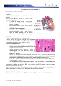 Istologia 20 - Muscolare (parte 2)