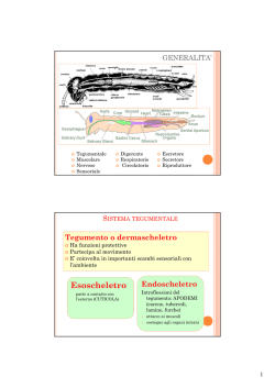 05_Anatomia_2014-2015 [modalit&agrave; compatibilit&agrave;]