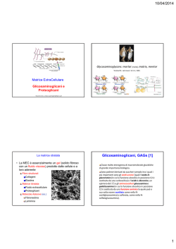 Diapostive sui glicosaminoglicani e proteoglicani della matrice.
