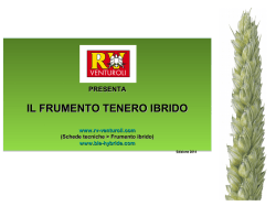 FRUMENTO IBRIDO