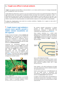 Funghi - Liceo Classico Psicopedagogico Cesare Valgimigli